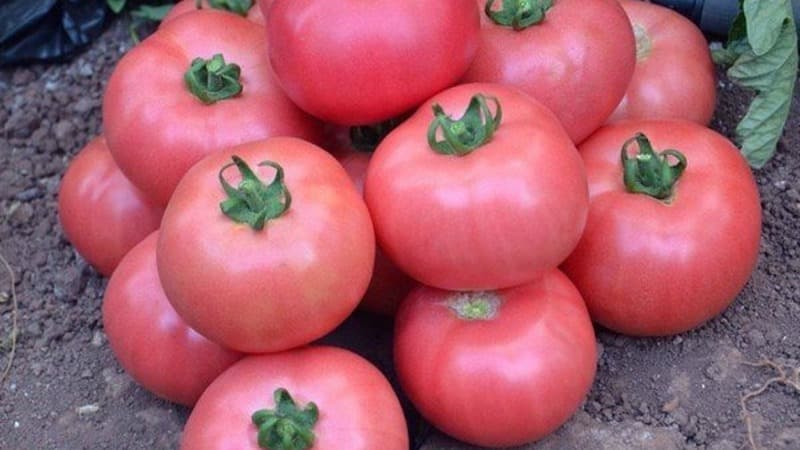 La tomate Andromède, populaire et appréciée des estivants : nous cultivons et profitons d'une riche récolte