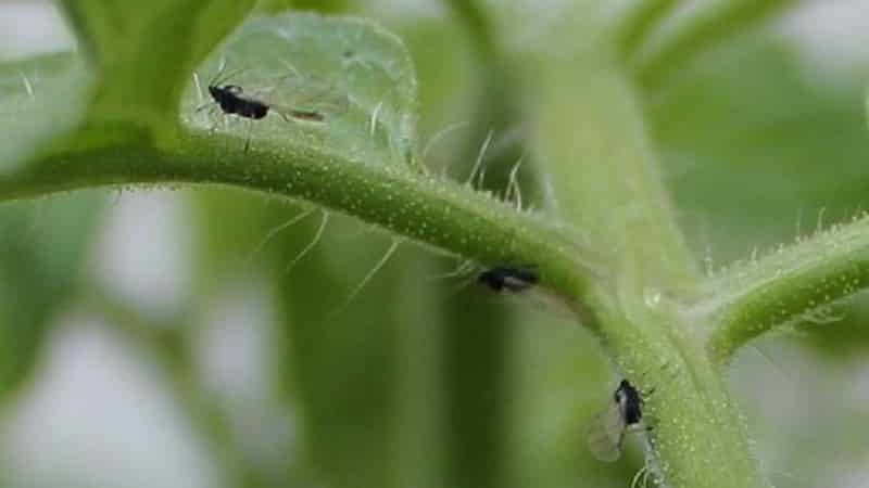 Qué hacer si hay mosquitos blancos en los tomates y cómo tratarlos: los métodos más efectivos