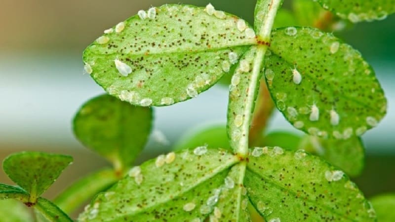 Qué hacer si hay mosquitos blancos en los tomates y cómo tratarlos: los métodos más efectivos