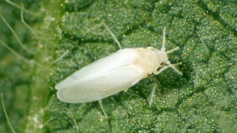 Qué hacer si hay mosquitos blancos en los tomates y cómo tratarlos: los métodos más efectivos