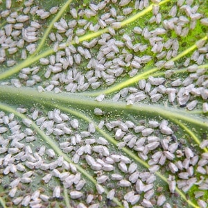 Què fer si hi ha mosquits blancs als tomàquets i com tractar-los: els mètodes més efectius