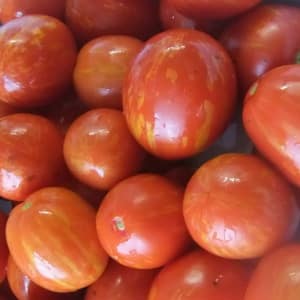 Um representante marcante do novo tipo de coquetel é o tomate Ovo de Páscoa: uma resenha completa