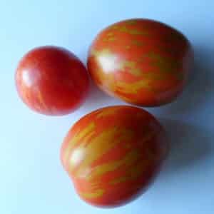 A striking representative of the new cocktail type is the Easter Egg tomato: a full review