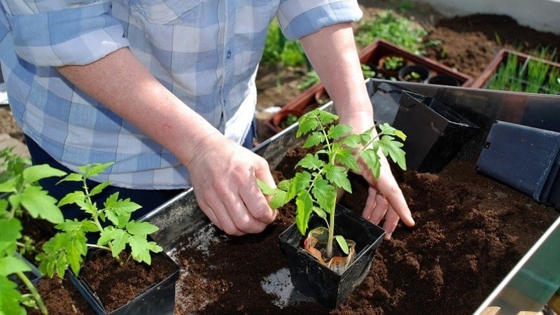 Une tomate Marusya sans prétention et au goût excellent : nous la cultivons nous-mêmes et profitons de la récolte