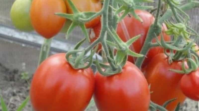 Tomato Marusya yang bersahaja dengan rasa yang sangat baik: kami menanamnya sendiri dan menikmati hasil tuaian