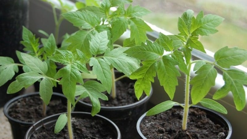 Eine unprätentiöse Tomate Marusya mit ausgezeichnetem Geschmack: Wir bauen sie selbst an und genießen die Ernte