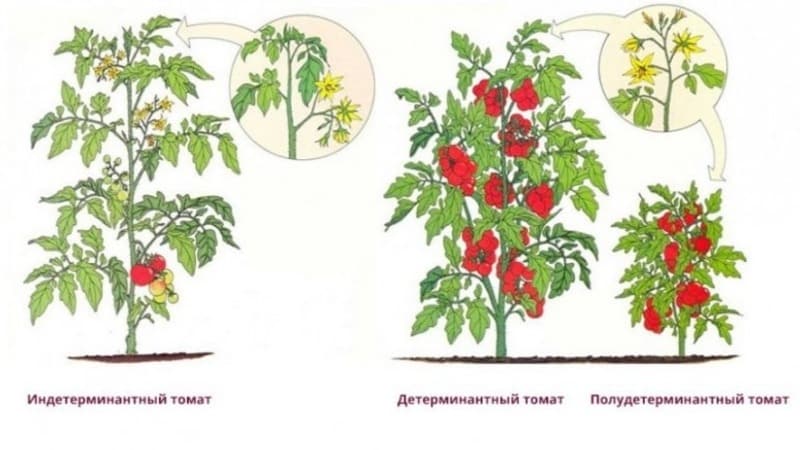 Une tomate Marusya sans prétention et au goût excellent : nous la cultivons nous-mêmes et profitons de la récolte