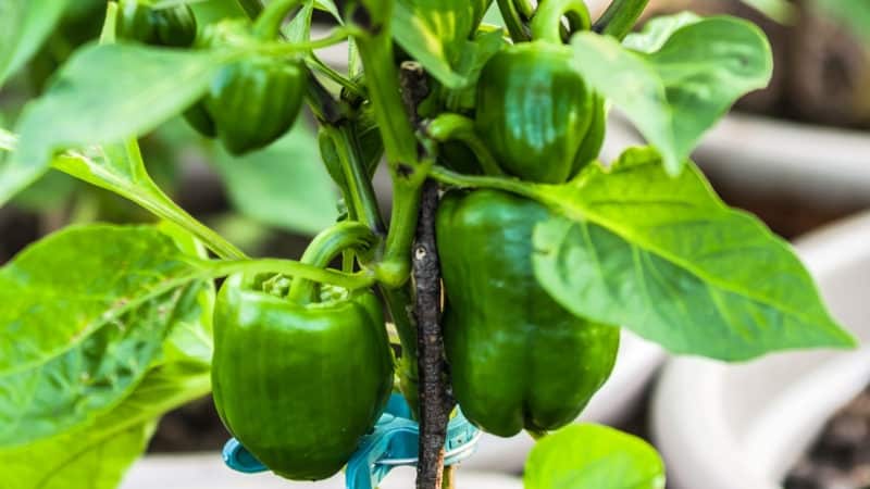 Nutzen und Schaden von grünen Paprika für die Gesundheit von Frauen, Männern und Kindern