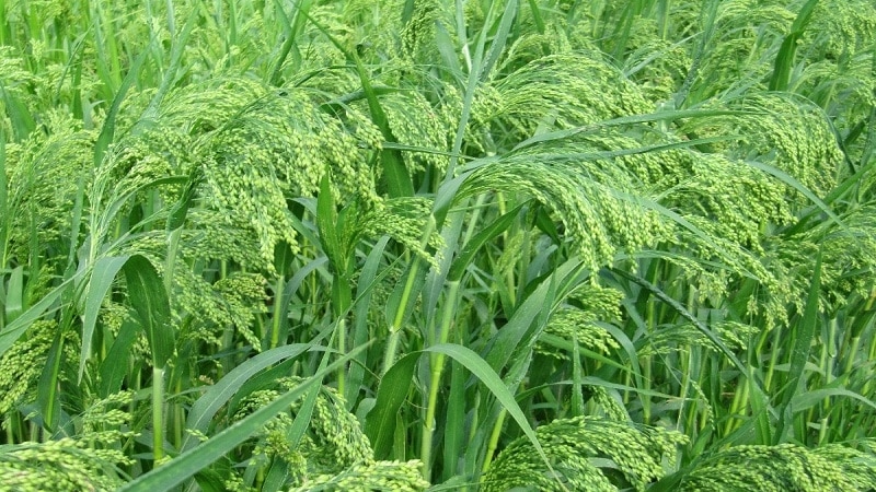 What is millet, how does it grow and where is it used?