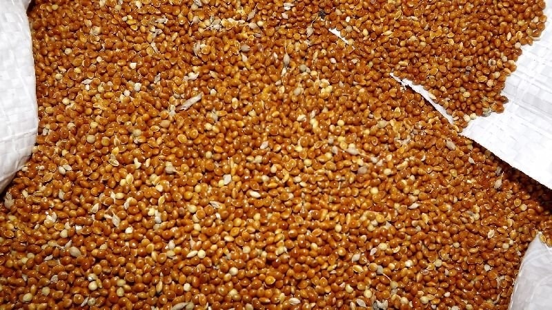 What is millet, how does it grow and where is it used?