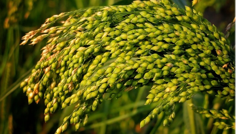 What is millet, how does it grow and where is it used?