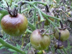 Tomàquets madurs primerencs per a sucs, amanides i conservació Fàtima - característiques i descripció de la varietat