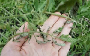 Description des tomates variété Ananas: caractéristiques de leur culture en terrain ouvert et fermé