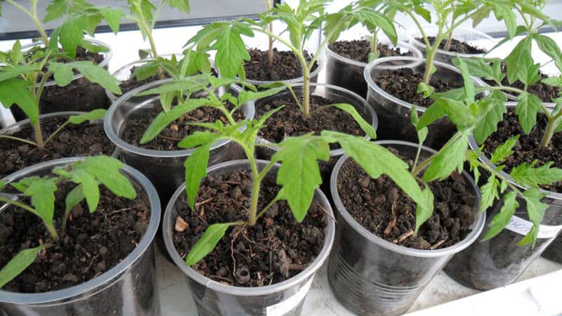 O que é bom e por que vale a pena cultivar o tomate Moskvich de amadurecimento precoce, de alto rendimento e resistente a doenças e intempéries