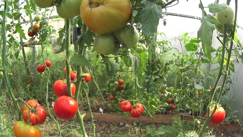 מה טוב ולמה כדאי לגדל את עגבנייה מוסקביץ' מבשילה מוקדמת, בעלת תנובה גבוהה ועמידה למחלות ומזג אוויר