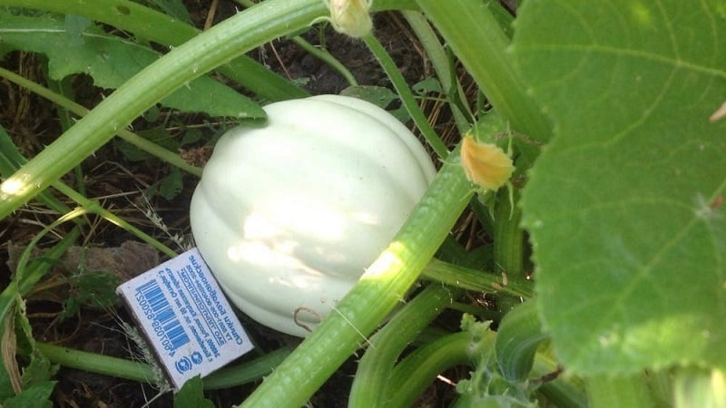 Besides color, how does a white pumpkin differ from the rest?