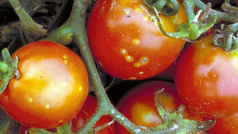 À quel point le chancre bactérien des tomates est-il dangereux et comment le combattre vous-même : méthodes traditionnelles et conseils de résidents d'été expérimentés