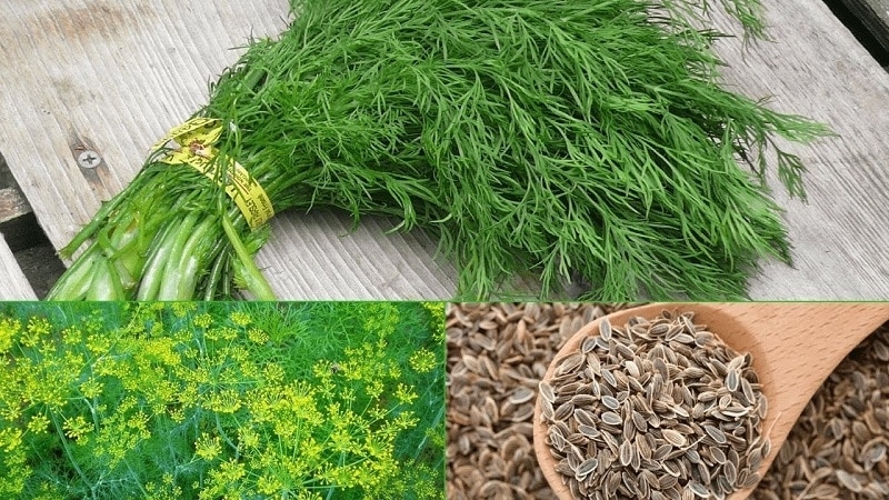 What are the benefits of dill seeds for the pancreas and how to use them correctly