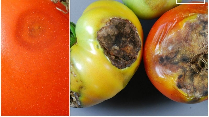 Que faire si des taches brunes apparaissent sur les tomates : photos de tomates affectées et moyens de les conserver