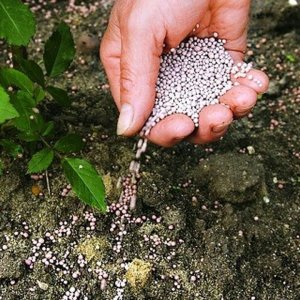 Qu'est-ce qui vous surprendra agréablement avec la tomate Zhigalo à l'aspect inhabituel : critiques, photos et descriptions de la technologie agricole