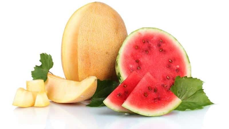 Qué es más saludable: sandía o melón: comparación de composiciones y propiedades