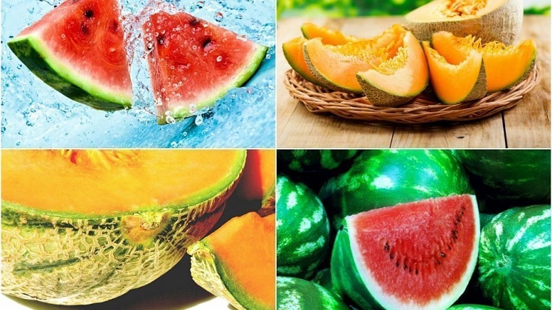 Cosa è più salutare: anguria o melone: ​​confronto tra composizioni e proprietà