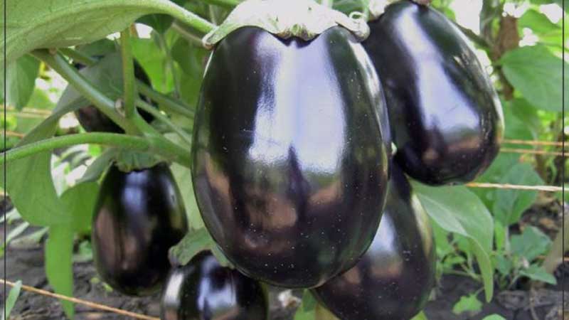 Hva er en aubergine - er det et bær eller en grønnsak: la oss finne ut av det sammen og bli bedre kjent med planten