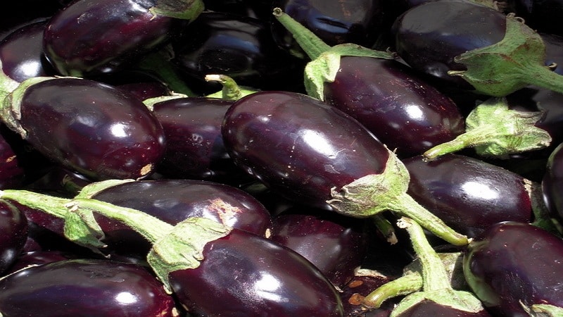 Was ist eine Aubergine – ist es eine Beere oder ein Gemüse? Lassen Sie uns gemeinsam herausfinden, wie man die Pflanze besser kennenlernt