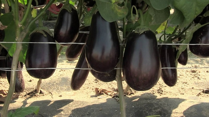 Hvad er en aubergine - er det et bær eller en grøntsag: lad os finde ud af det sammen og lære planten bedre at kende