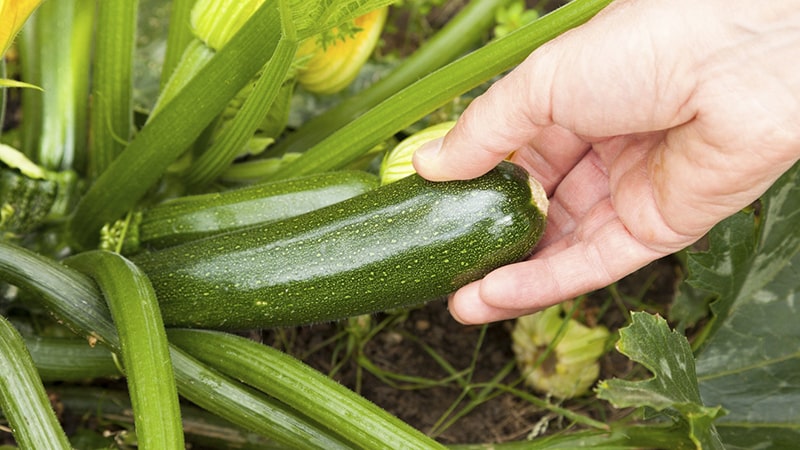 Hva er zucchini squash: la oss bli kjent med arten, dyrke den på vår egen tomt og bruke den til deilige retter