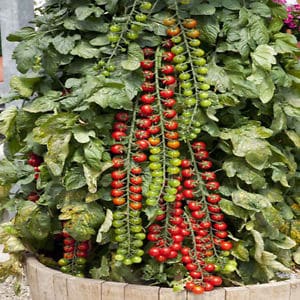 Largas enredaderas sembradas de deliciosos tomates - Tomate Rapunzel: descripción, foto e instrucciones de cultivo