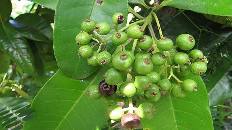 El pebre de Jamaica i el pebre negre són el mateix?