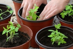 Tomates maduros tempranos para jugos, ensaladas y conservación Fátima - características y descripción de la variedad