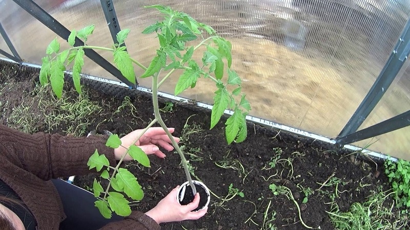 Täyttää kesäasukkaiden toiveet runsaasta sadosta - Goldfish tomaatti ja sen viljelyn salaisuudet