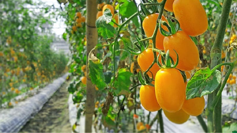 Oppfyller sommerbeboernes ønsker om en rik høst - gullfisktomaten og hemmelighetene til dens dyrking