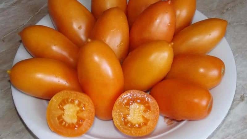 Atende aos desejos dos residentes de verão de uma rica colheita - o tomate Goldfish e os segredos do seu cultivo