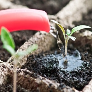 Atende aos desejos dos residentes de verão de uma rica colheita - o tomate Goldfish e os segredos do seu cultivo