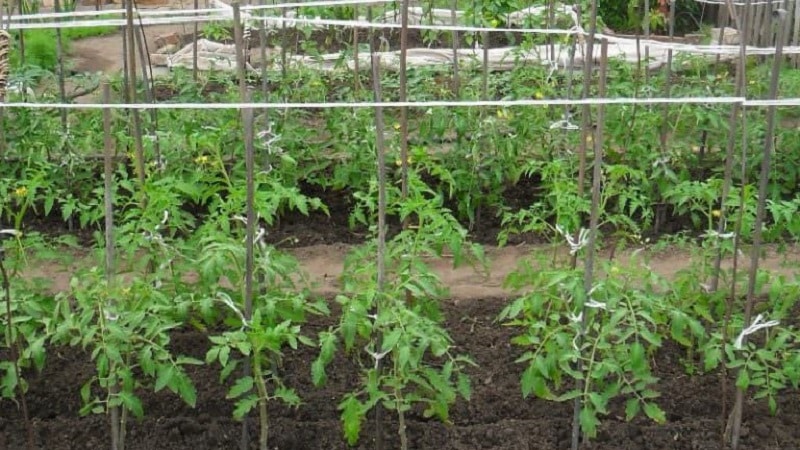 Fulfills the wishes of summer residents for a rich harvest - the Goldfish tomato and the secrets of its cultivation