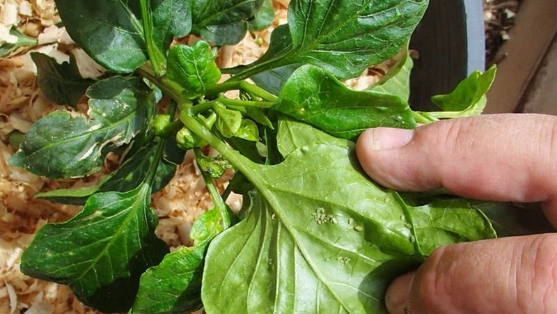 Cómo lidiar con los ácaros en las plántulas de pimiento: métodos efectivos para derrotar rápidamente la plaga