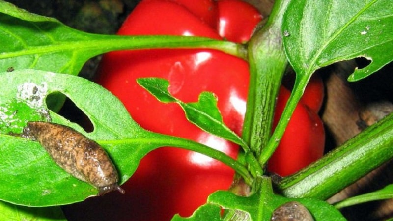 Hoe om te gaan met slakken op paprika's in een kas: de meest effectieve methoden om gewassen tegen de plaag te beschermen