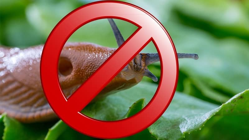 Hvordan håndtere snegler på paprika i et drivhus: de mest effektive metodene for å beskytte avlinger mot skadedyr