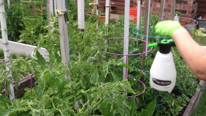 Como e por que borrifar tomates com leite com iodo e ácido bórico: receita e conselhos de residentes de verão experientes