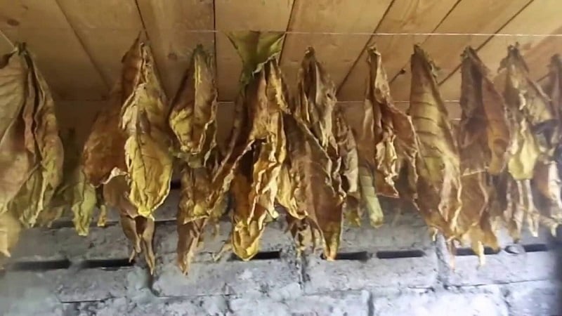 Paano gilingin ang tabako sa bahay: sunud-sunod na mga tagubilin at kapaki-pakinabang na mga tip