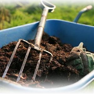 So bereiten Sie den Boden für Tomaten in einem Gewächshaus für maximale Fruchtbildung vor