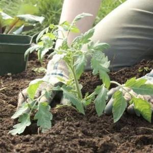 How to prepare soil for tomatoes in a greenhouse for maximum fruiting