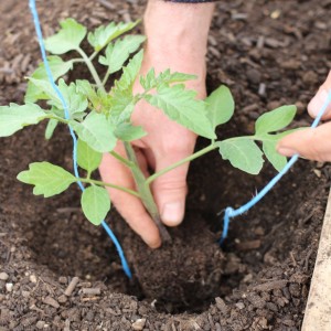 How to prepare soil for tomatoes in a greenhouse for maximum fruiting