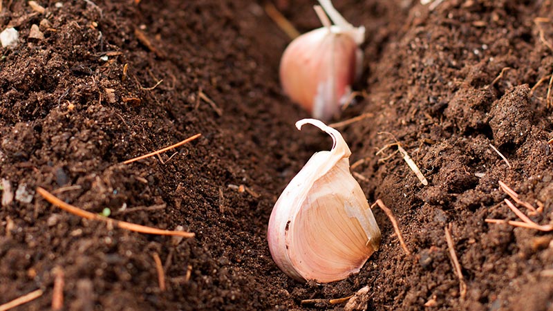 Hoe knoflook op de juiste manier planten voor de winter?