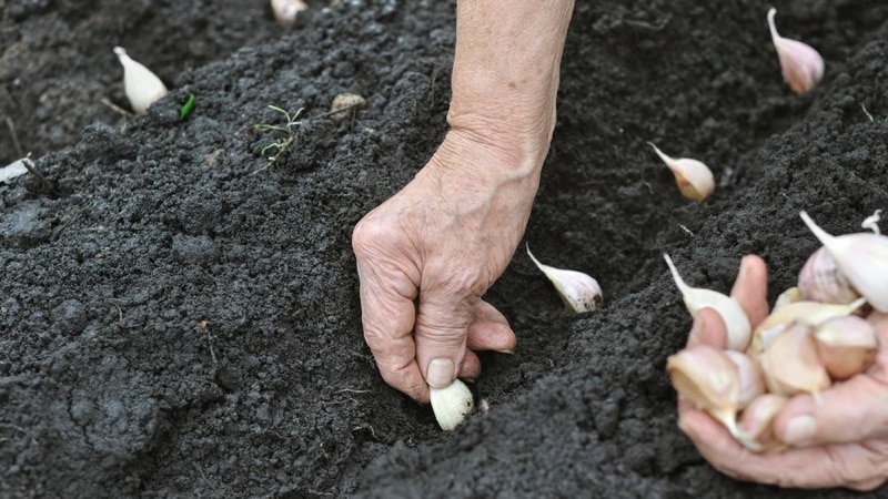 Hoe knoflook op de juiste manier planten voor de winter?