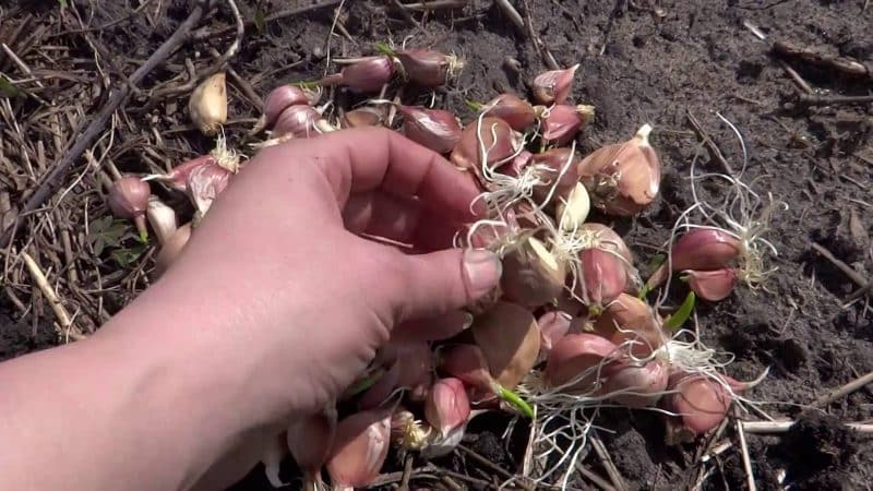 Hoe knoflook op de juiste manier planten voor de winter?