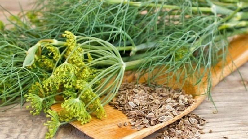 How to properly brew and drink dill for the kidneys when treating urological diseases